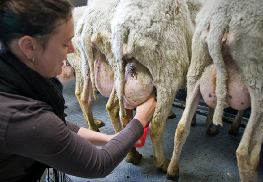 Sheep milking