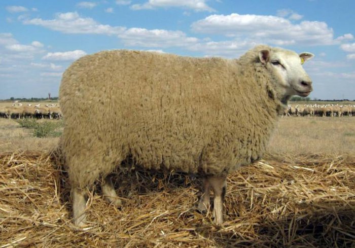 The wool of these animals belongs to the crossbred type.