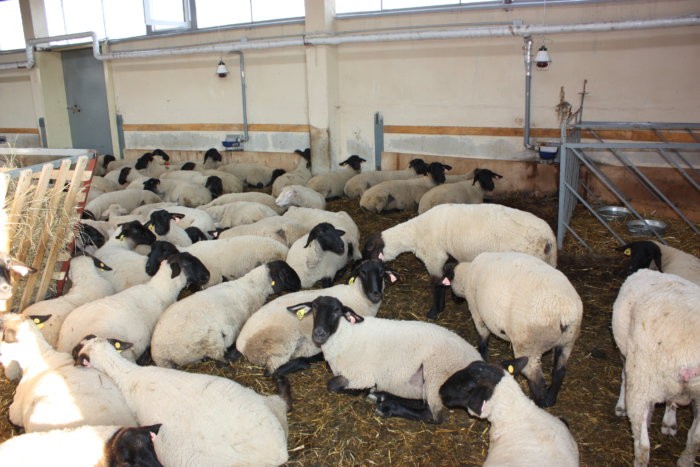L'allevamento delle pecore Suffolk è redditizio