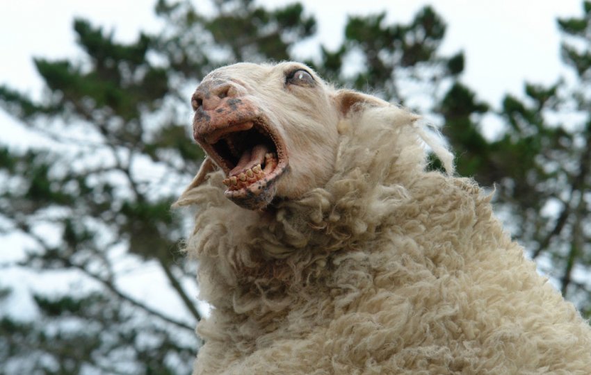 Sheep rabies