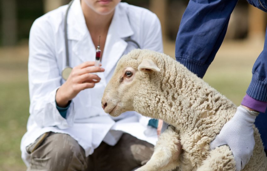 Sheep vaccination
