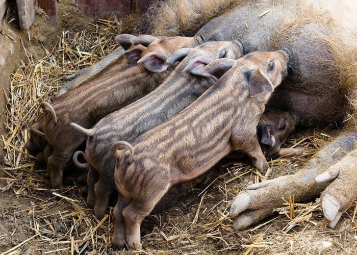 Macar mangalikası domuz yavrularını besliyor