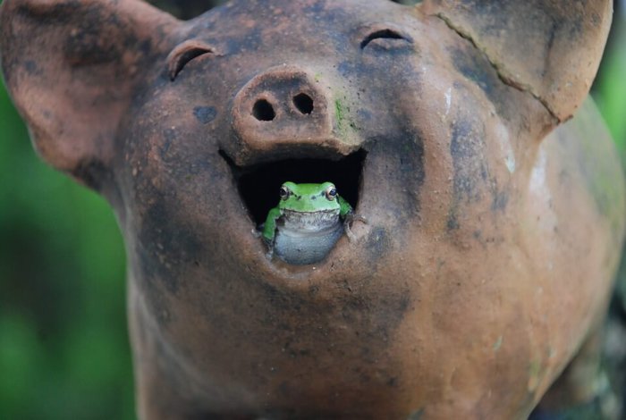 Pigs love to eat frogs