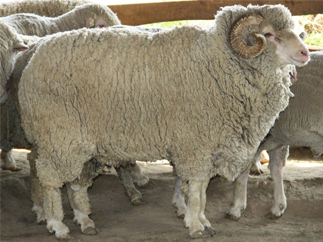 Stavropol breed of fine-fleeced sheep