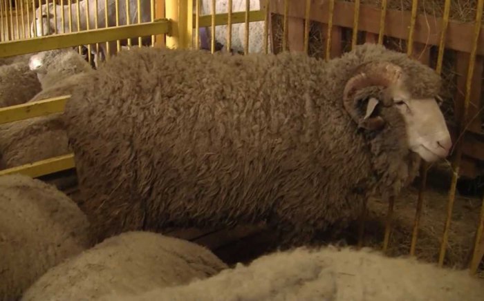 Salskaya sale of sheep