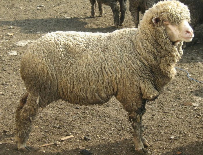 Kazakh sheep meat and wool direction