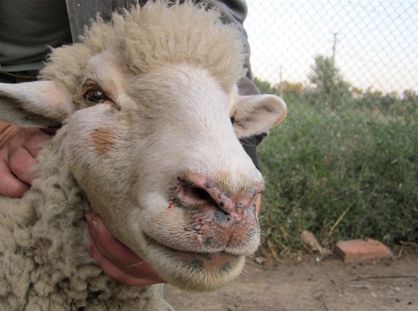 Symptoms of estrosis in sheep
