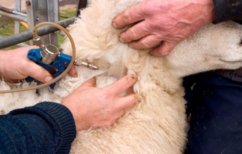 sheep vaccination