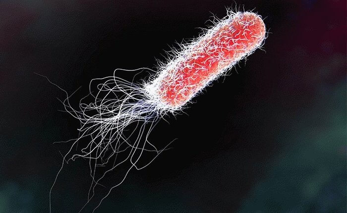 Kolibasilloosin aiheuttaja on Escherichia coli