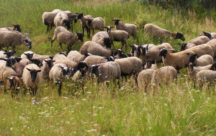 Πρόβατα Romanov που βόσκουν
