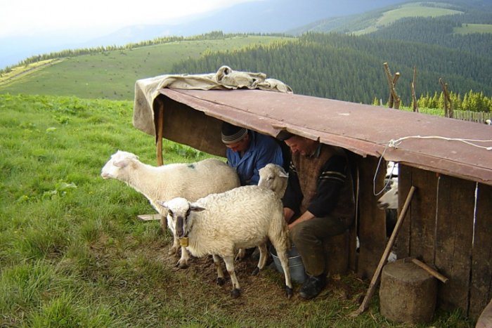 Los pastores ordeñan ovejas