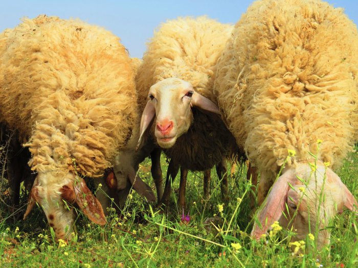 Assaf schapenras