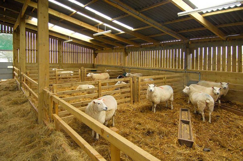 Sheep stall