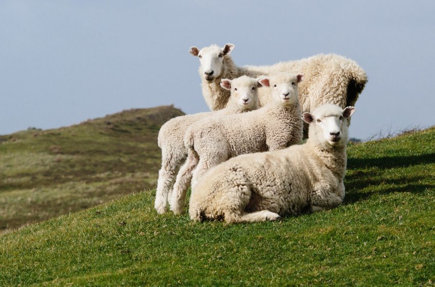 Semi-fine-wool sheep
