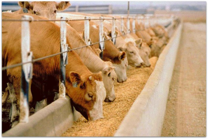 Alimentando vacas com farinha de carne e ossos