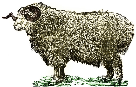 Tushino sheep