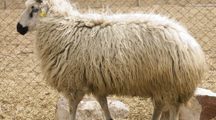 Raza de oveja Balbas