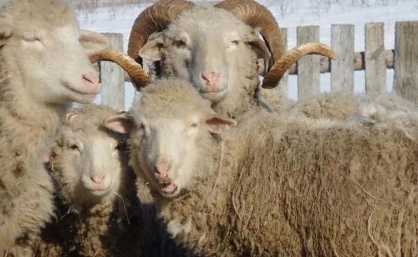Sheep and rams of the Tsigai breed