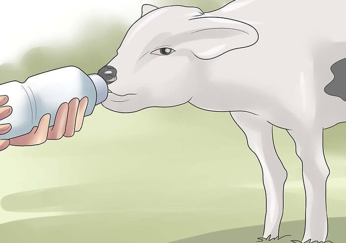 Pemberian susu formula pada anak sapi