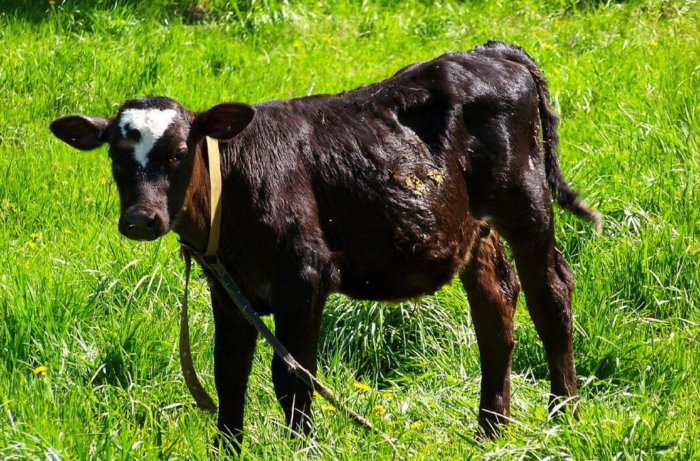 Färskt gräs för en 6 månader gammal kalv