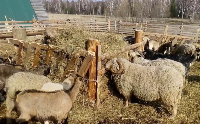 Hay is the main diet of sheep