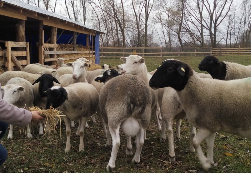 Dorper sheep feeding