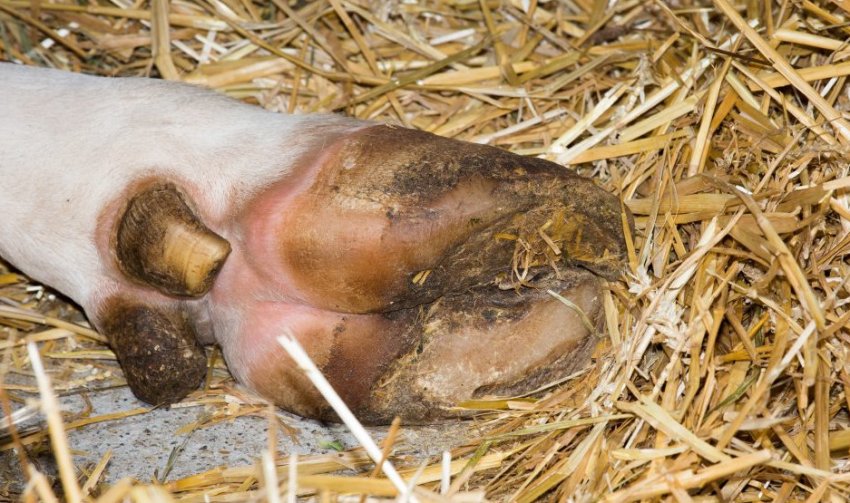 Development of foot rot in sheep