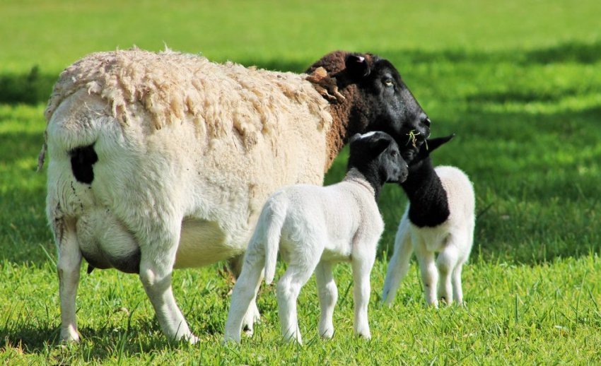 Dorper sheep breeding