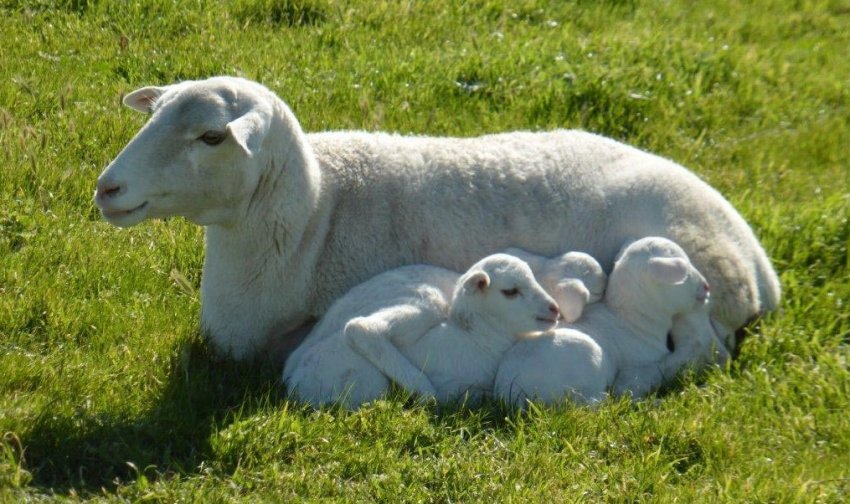 Raising Dorper Lambs