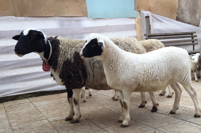 Meat breed of sheep Dorper