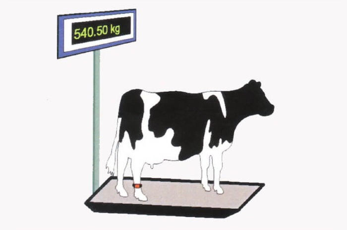 cow weighing