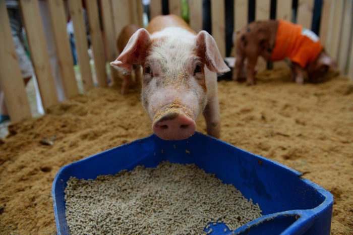 Feeding pigs with yeast