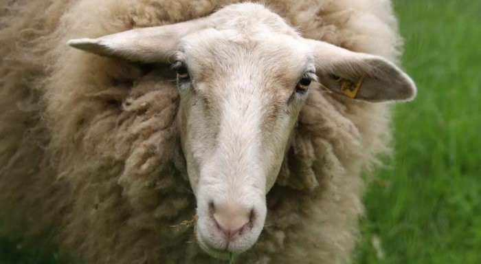 Agotamiento en una oveja
