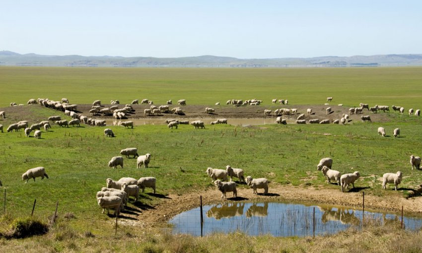 Organization of a watering place for a flock of sheep