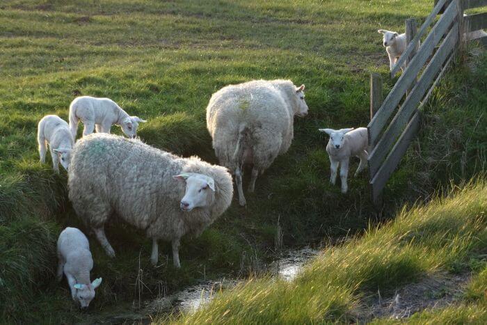 Texel biri-biri dengan kambing di padang rumput