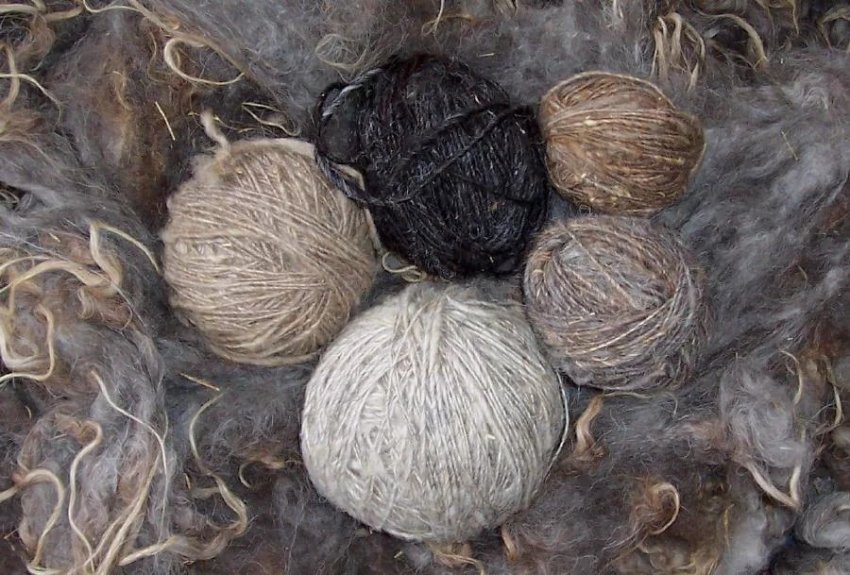 Sheep wool in various colors
