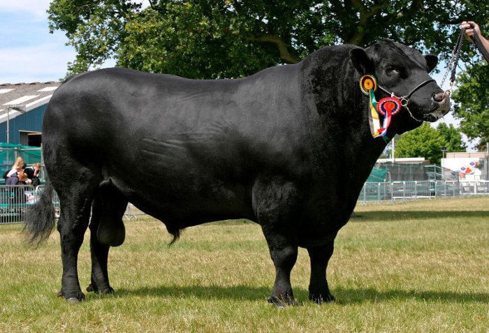 Bò Angus đen