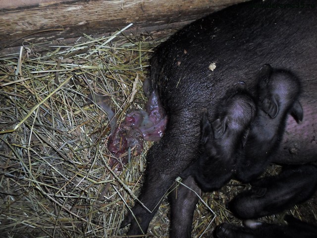 Proceso de nacimiento en cerdos vietnamitas.