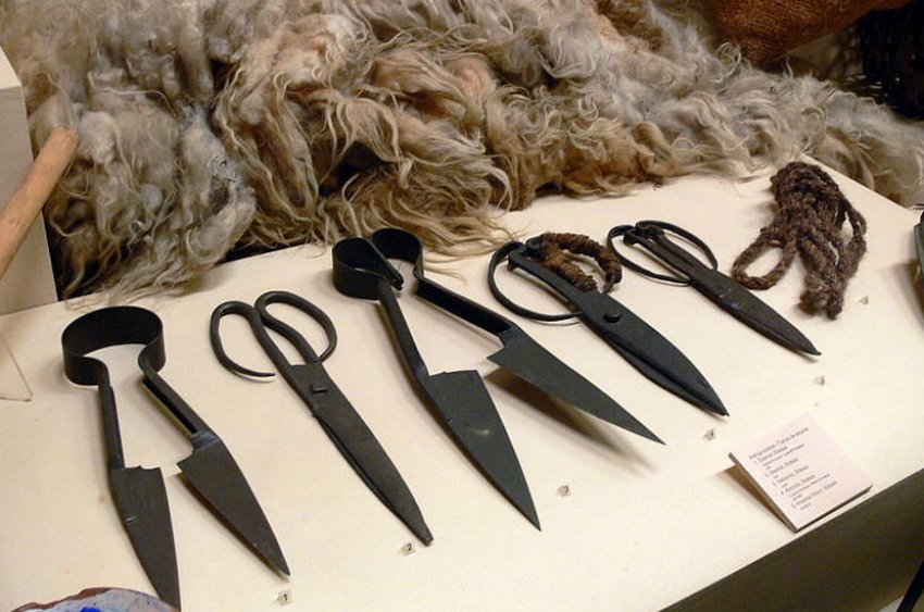 Scissors for shearing sheep