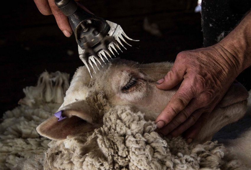 Sheep shearing with electric scissors