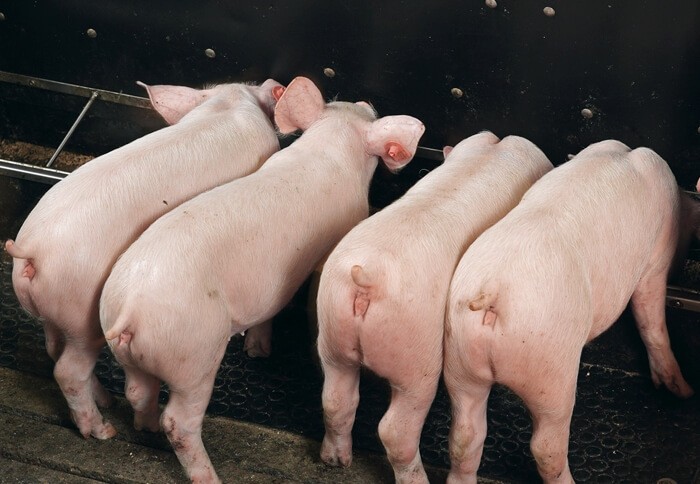 Dry feeding pigs