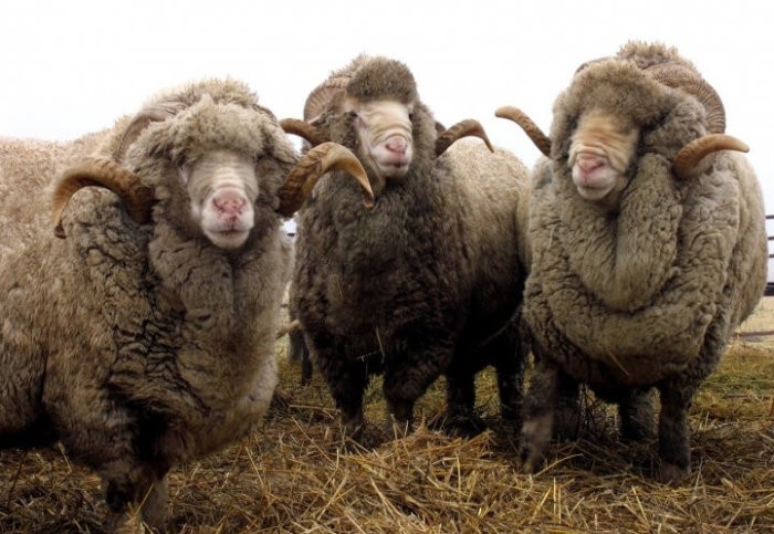 Sheep bred in the Askania-Nova Reserve