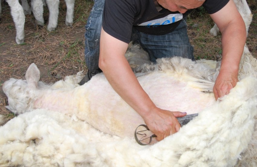 Shearing Karakul sheep