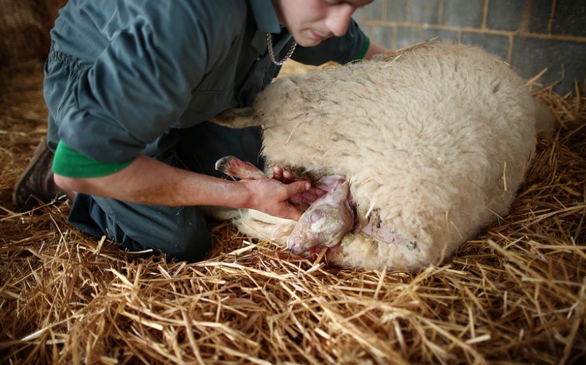 Sheep lambing