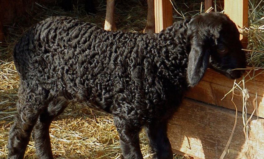 Lamb Karakul sheep