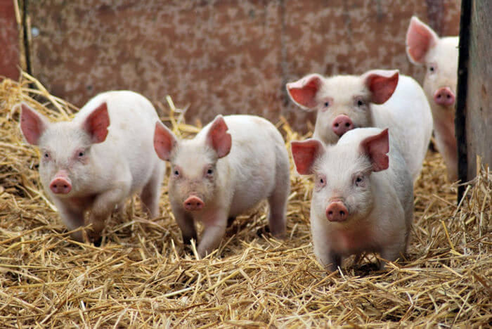 Weaning period for piglets