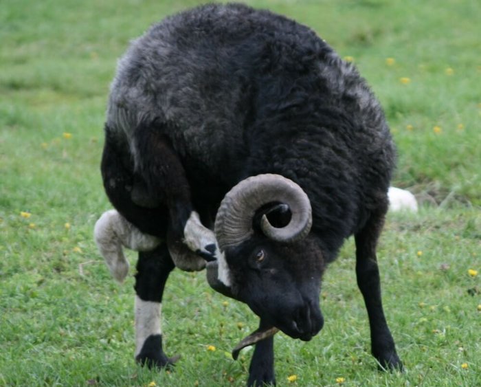 Sheep of the Karachai breed