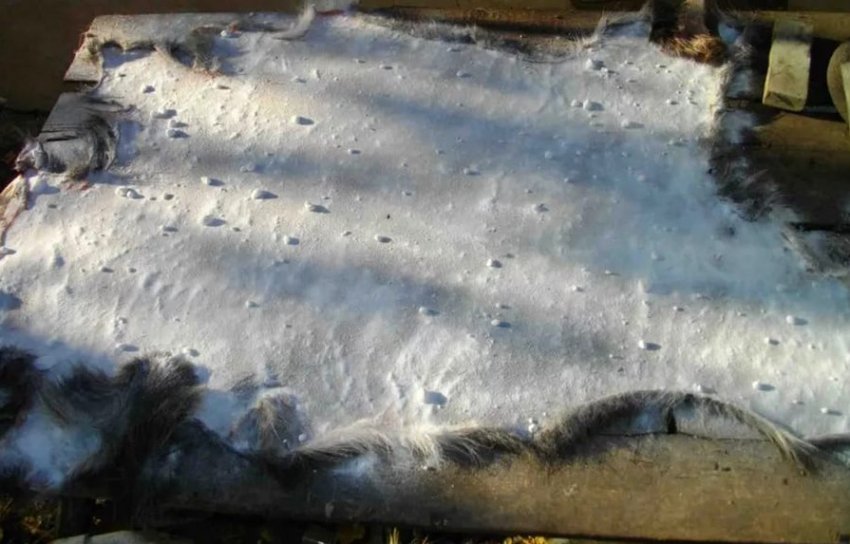 Acid-salt preservation of sheepskin