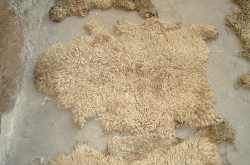 Salted sheep skin