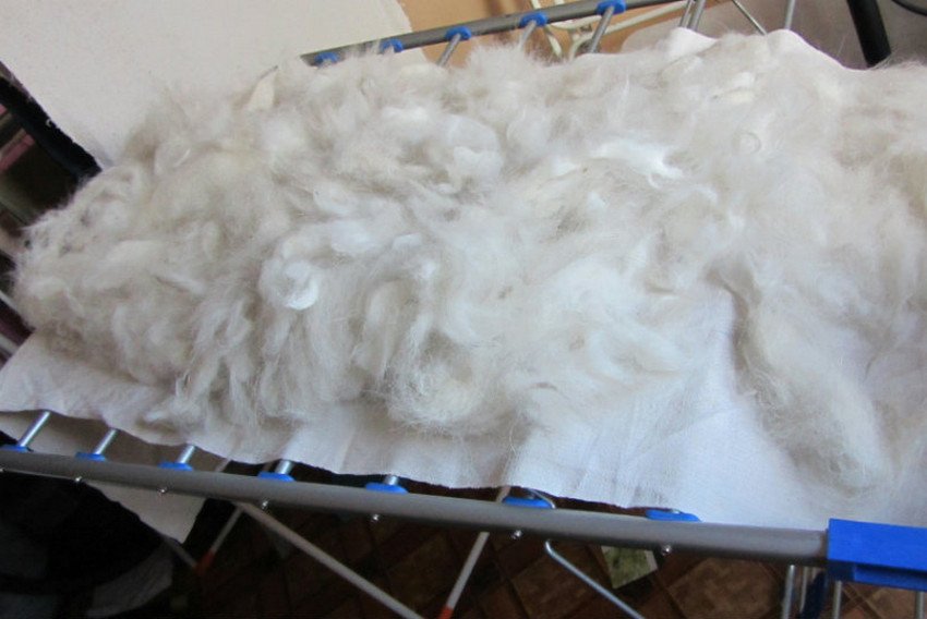Drying sheep wool